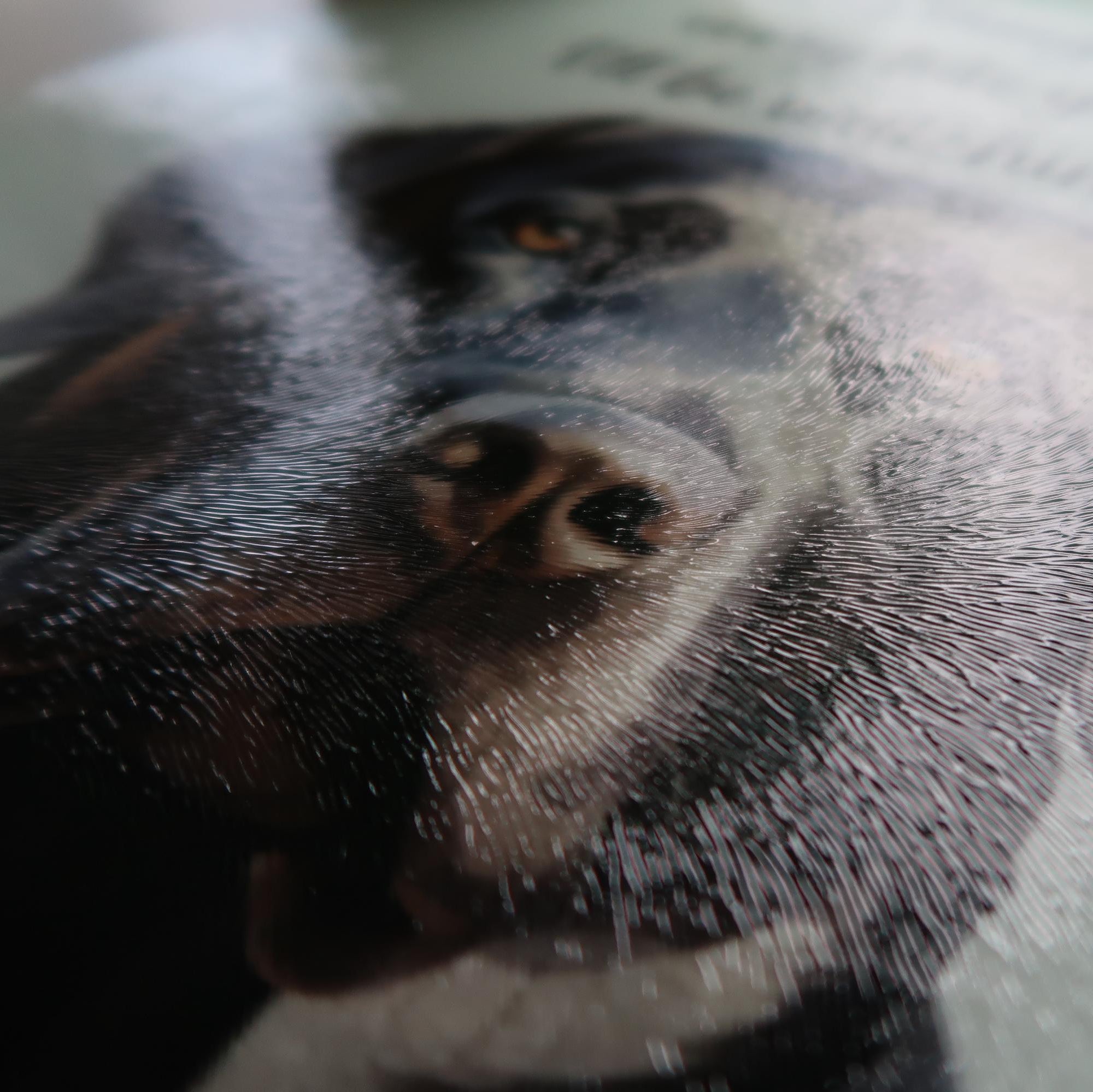 Black Labrador Glass Chopping Board